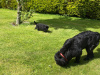 Beautiful Newfoundland puppies in Galway 3